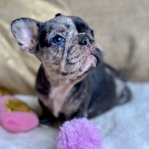 Meet your Posher, Cherylen